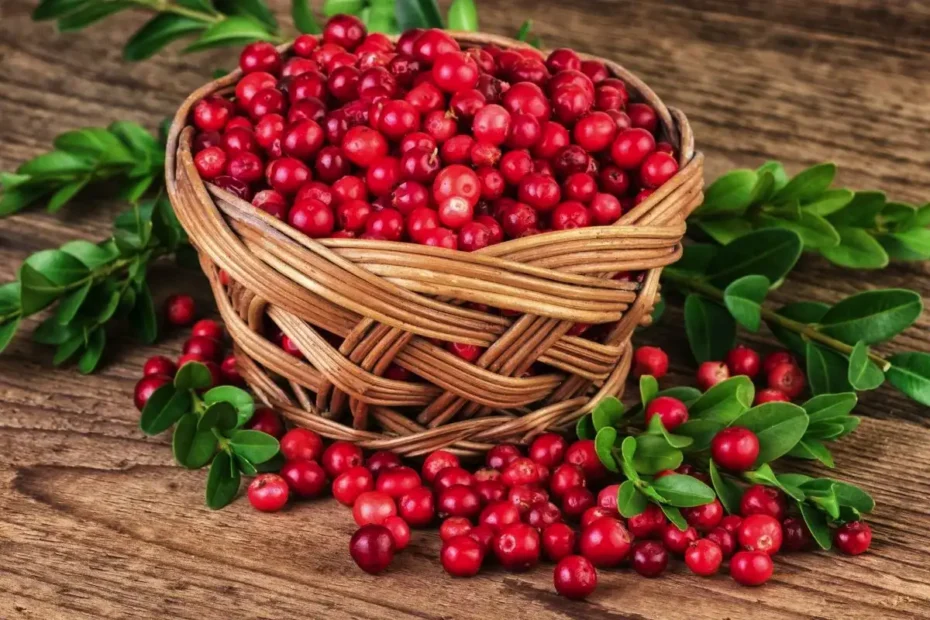 Zdravniki jo imenujejo podcenjeno jagodičevje: kaj se zgodi, če vsak dan jeste brusnice