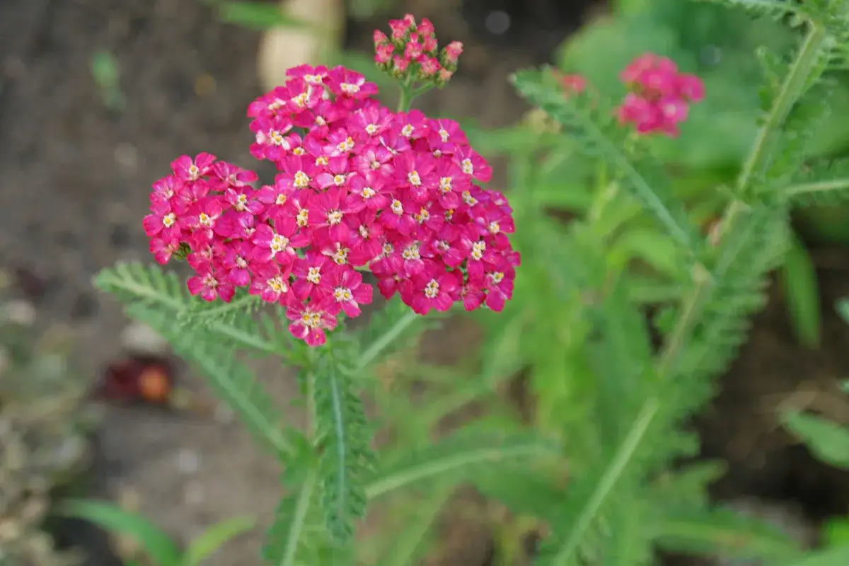 Posadite rman v novembru: poleti bo vrt poln pisanih cvetov – vzdrževanje 5 min/teden, privlači čebele, metulje in poglede sosedov