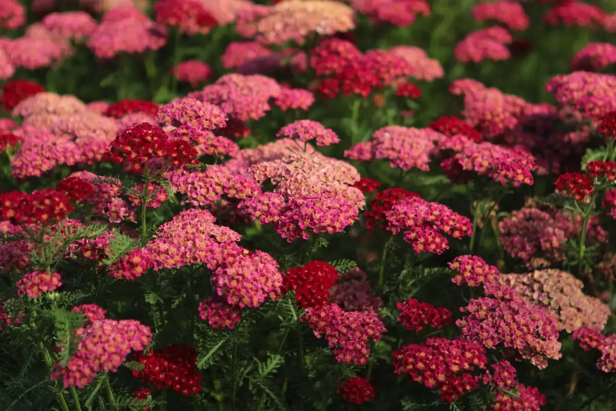 Posadite rman v novembru: poleti bo vrt poln pisanih cvetov – vzdrževanje 5 min/teden, privlači čebele, metulje in poglede sosedov