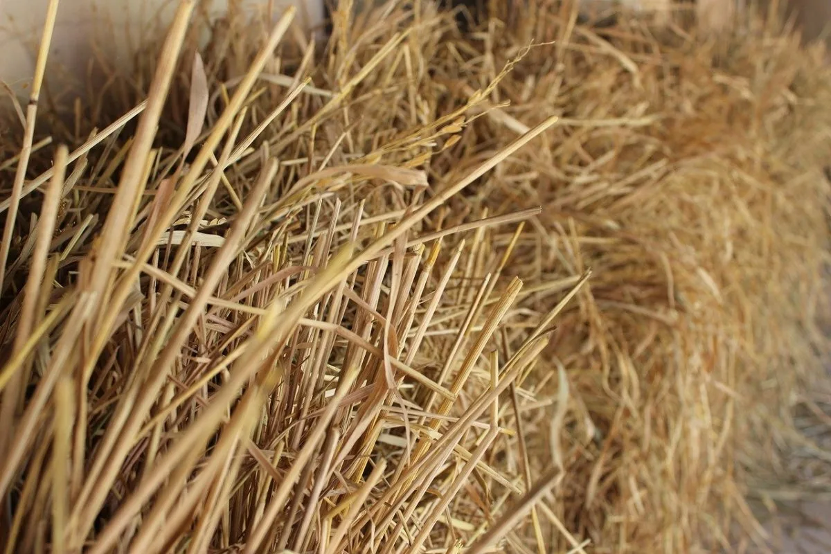 Kako pripraviti višnjo na zimo za bogat pridelek