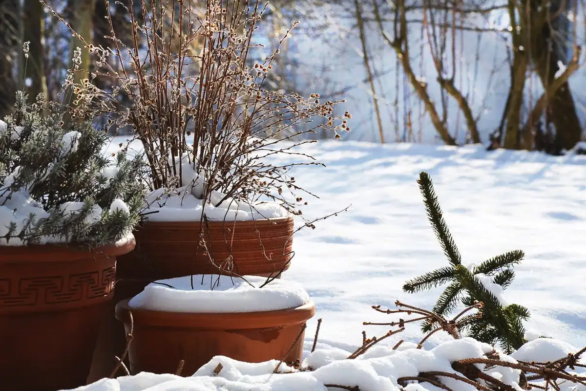 Kako pripraviti vrt na zimo – korak za korakom do zdravega pomladi