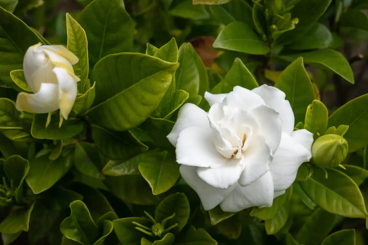 Bolja od jasmina: biljka koja vaš dom ispunjava elegantnim prirodnim mirisom i ljepotom bez premca