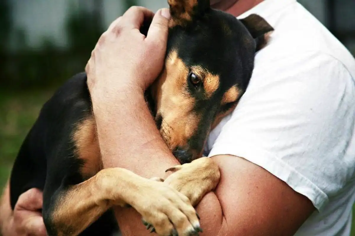 Zakaj psi sovražijo objeme: Kako prepoznati njihovo nelagodje
