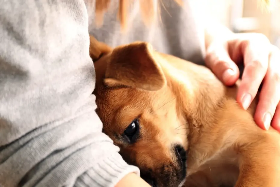 Kako psi zaznajo vaš stres in kako se nanj odzovejo