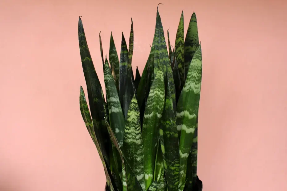 Rastlina, ki bi jo moral imeti vsak home office: ostrina uma, mirna glava in zrak kot v gozdu – vse v enem loncu