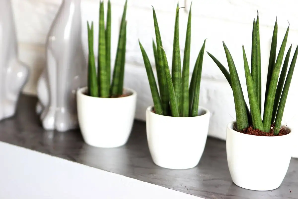 Rastlina, ki bi jo moral imeti vsak home office: ostrina uma, mirna glava in zrak kot v gozdu – vse v enem loncu