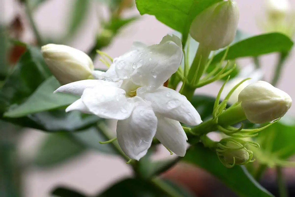 Brez lonca: rastlina, ki odišavi dom in raste celo v kozarcu