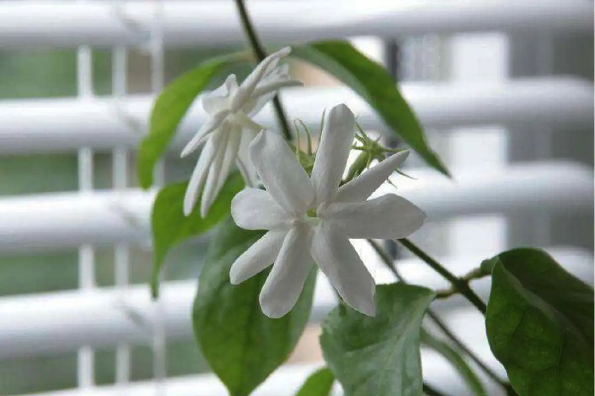 Brez lonca: rastlina, ki odišavi dom in raste celo v kozarcu