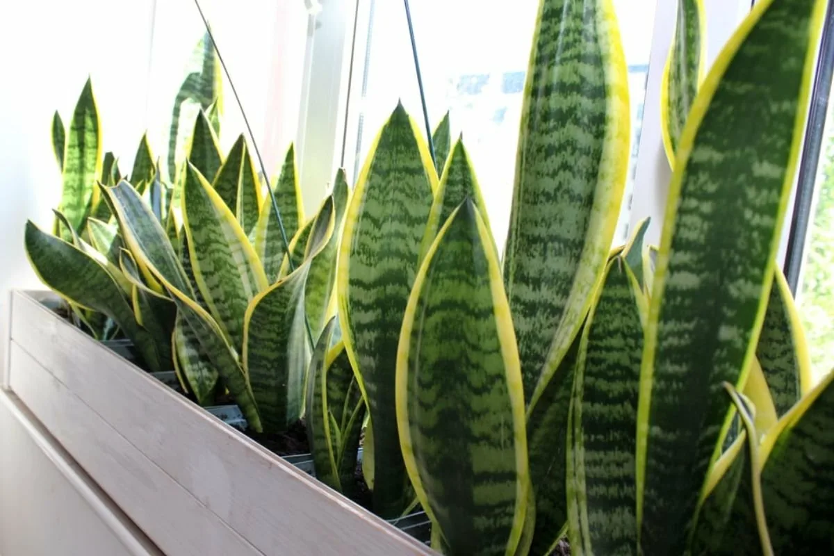 Skrivna Moč Taščinega Jezika: Zakopajte Njeno Listje V Druge Lončnice In Poglejte, Kaj Se Zgodi!