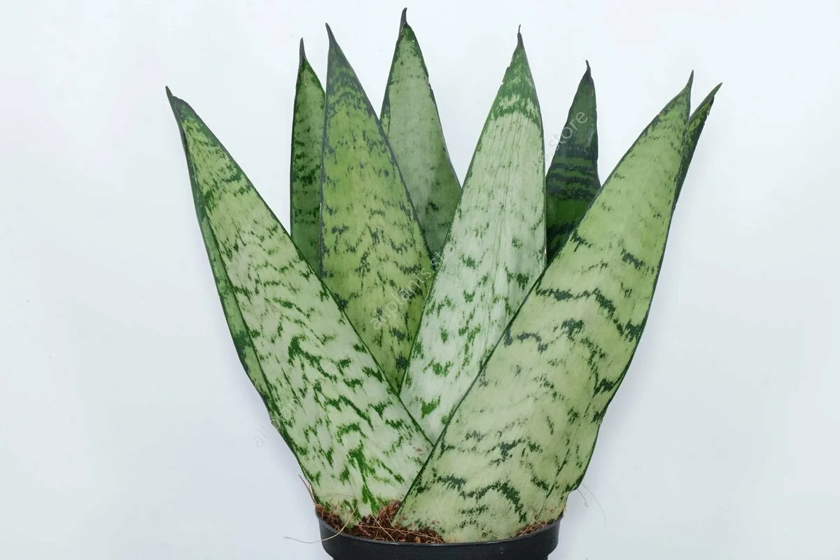 Skrivna Moč Taščinega Jezika: Zakopajte Njeno Listje V Druge Lončnice In Poglejte, Kaj Se Zgodi!