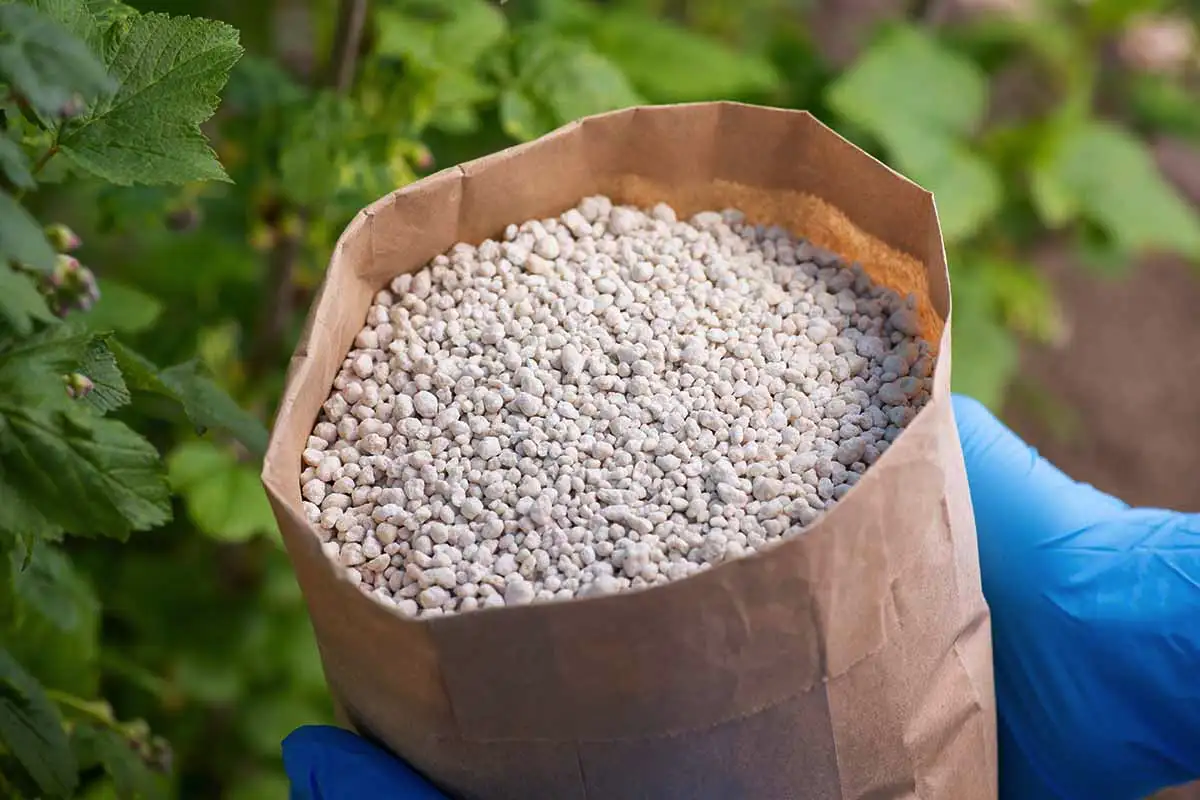 Spatifil bo bujno zacvetel, če pozimi v lonec dodate to ključno sestavino