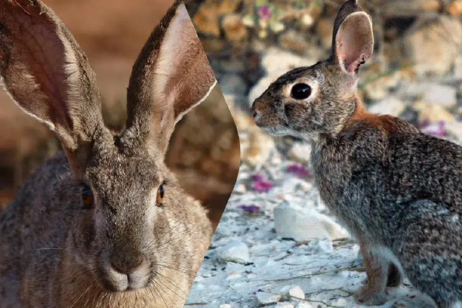 Zajec ali kunec? Pet ključnih razlik, ki jih opazite takoj, ko ju zagledate v naravi