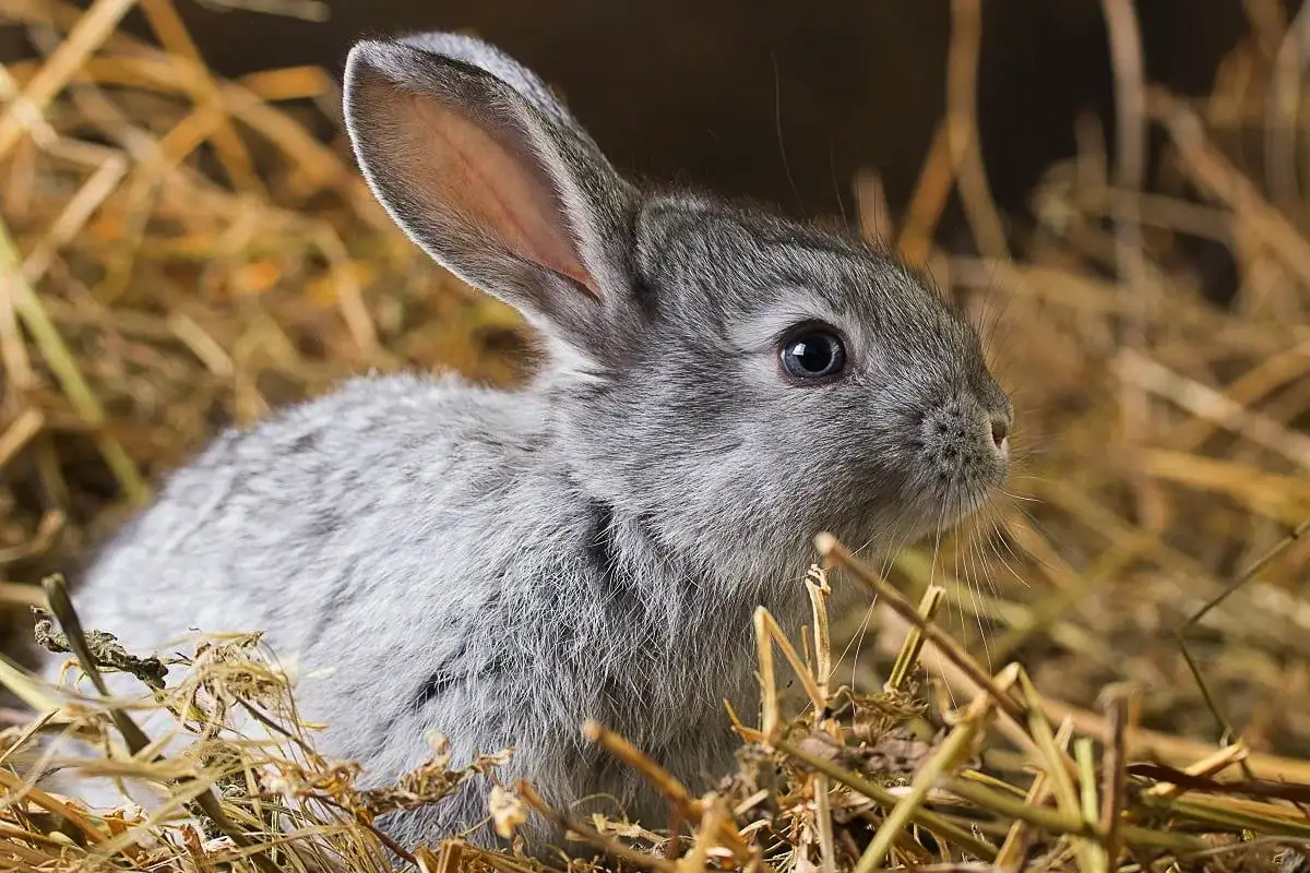 Zajec ali kunec? Pet ključnih razlik, ki jih opazite takoj, ko ju zagledate v naravi