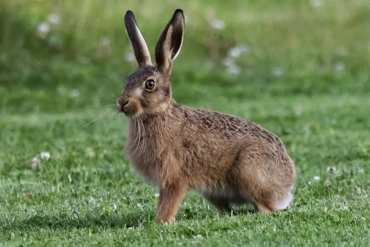 Zajec ali kunec? Pet ključnih razlik, ki jih opazite takoj, ko ju zagledate v naravi