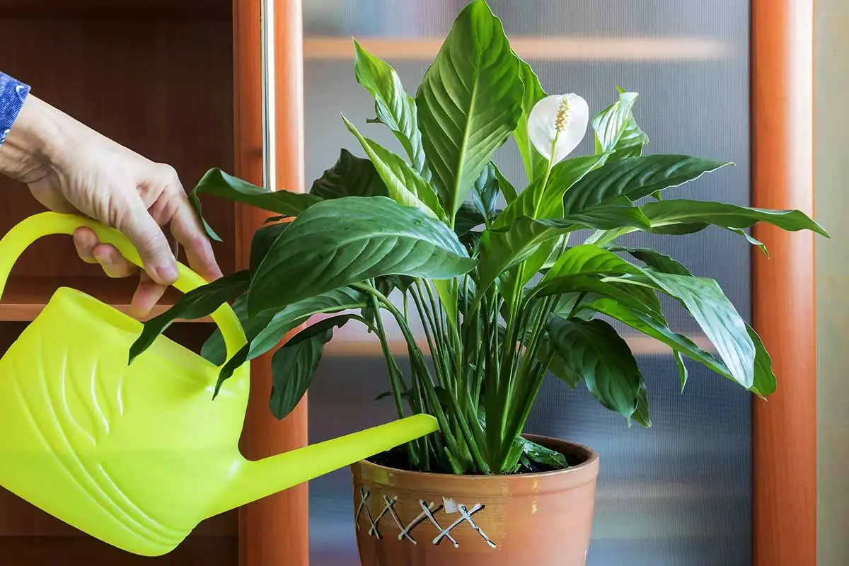 Kako pozimi zalivati žensko srečo, da bo spomladi zasijala kot noro