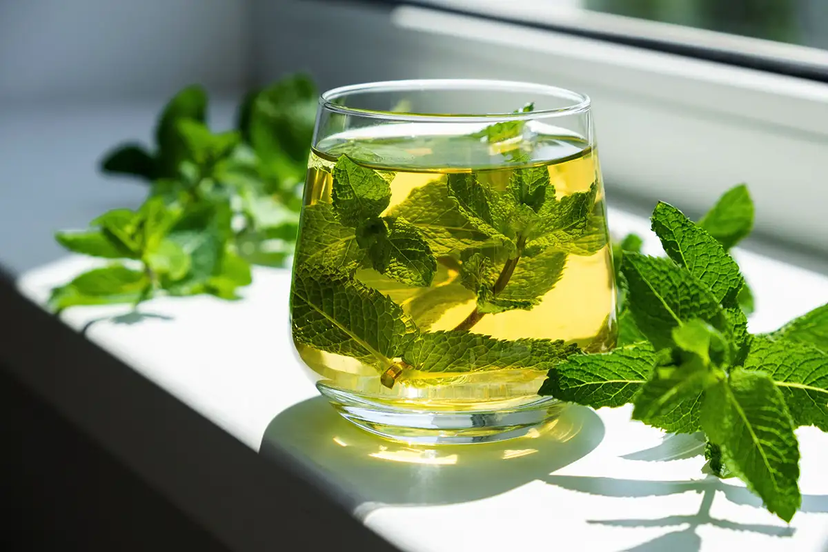 Čaj št. 1 za zdrav želodec: Meta olajša prebavo v nekaj minutah