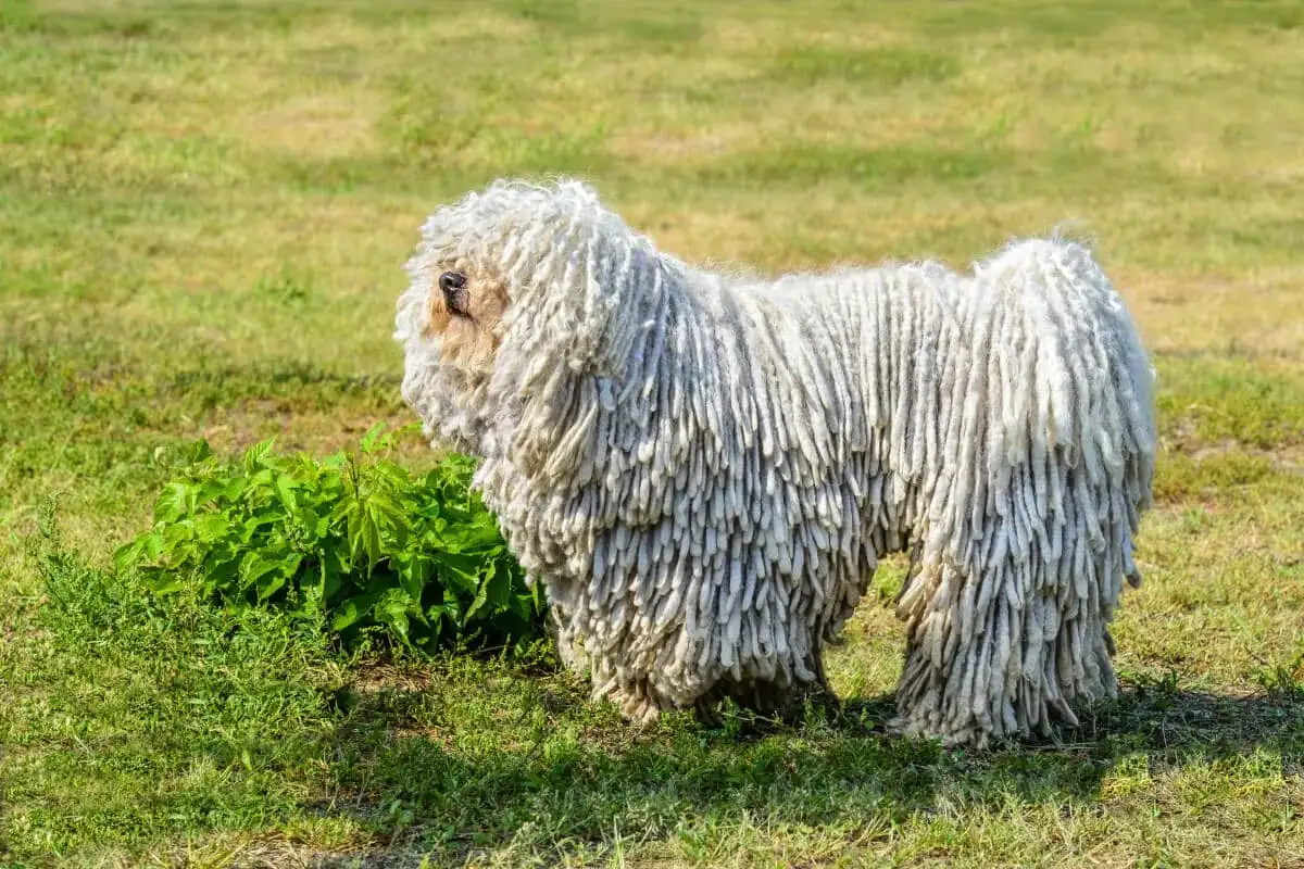Bergamska ovčarka: edina pasma s tremi vrstami dlake, ki jo lahko neguje le pravi ljubitelj 
