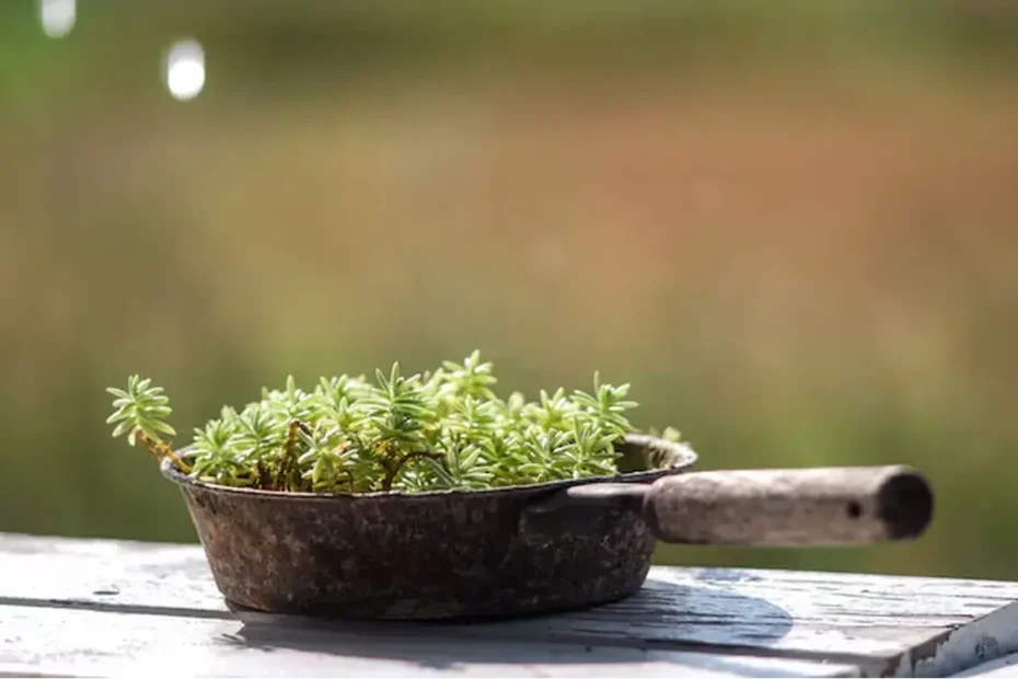 Kako iz stare ponve narediti čudovito lončnico za vrt, balkon ali teraso – in zakaj bo to postalo vaš najljubši DIY projekt letošnjega leta
