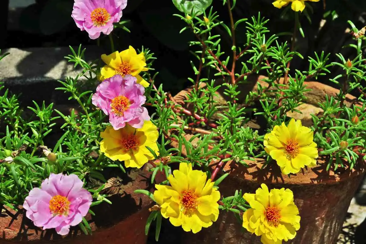 Idealna rastlina za sajenje decembra: prenaša vročino in napolni vrt z barvami