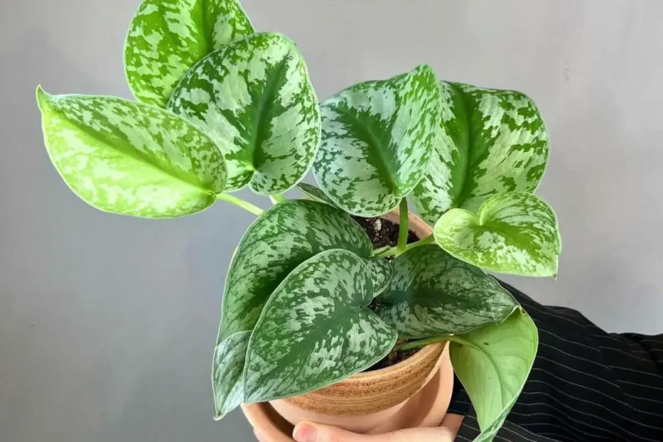 Zakaj imeti potos doma: rastlina, ki čisti zrak, krasi prostore in zahteva malo nege