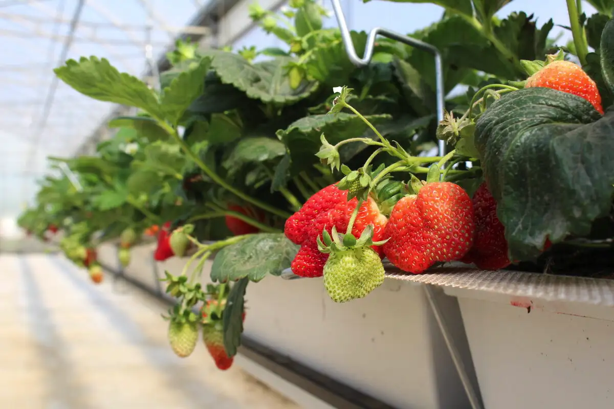 Jagode Sredi Zime? TA TRIK spremeni vašo kuhinjo v mini-vrt!