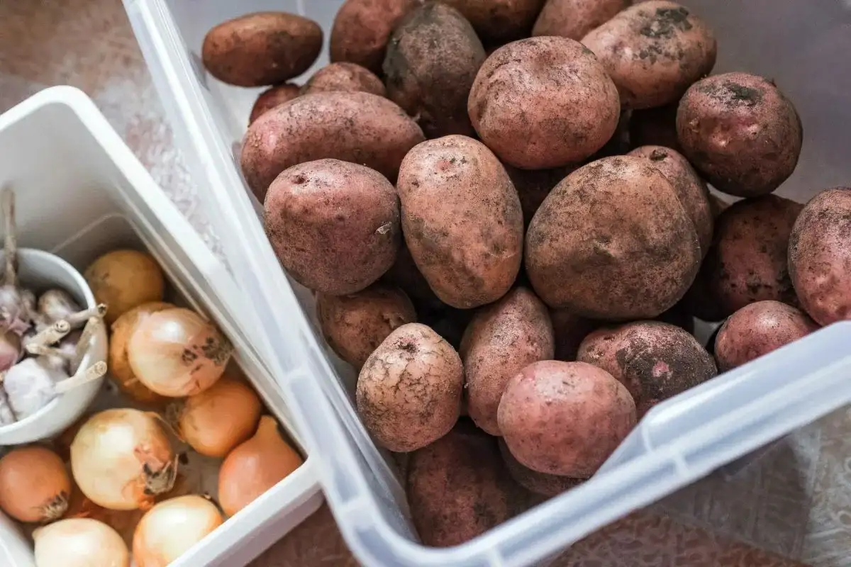 Krompir ne vzklije in se ne naguba pol leta: v čem ga je treba shranjevati – nasveti strokovnjakov