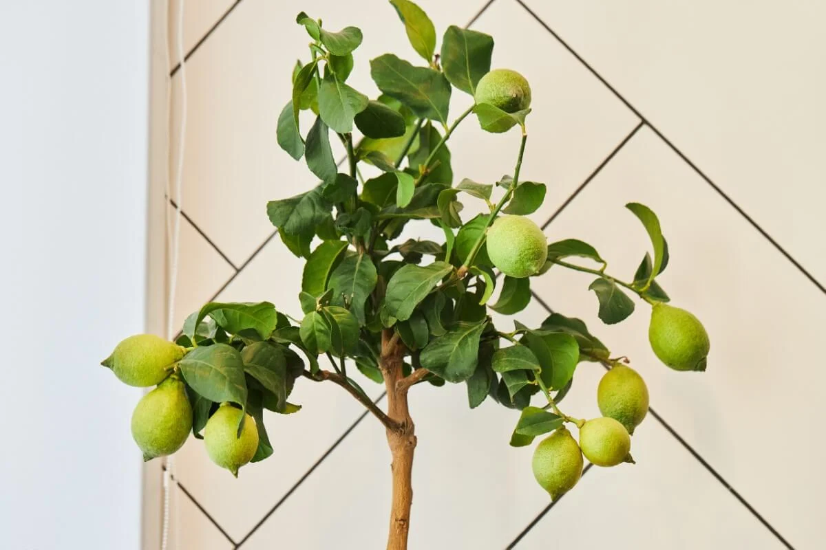 Kako gojiti sobno limonsko drevo, ki bo obrodilo sadje: preprosti nasveti za uspeh doma