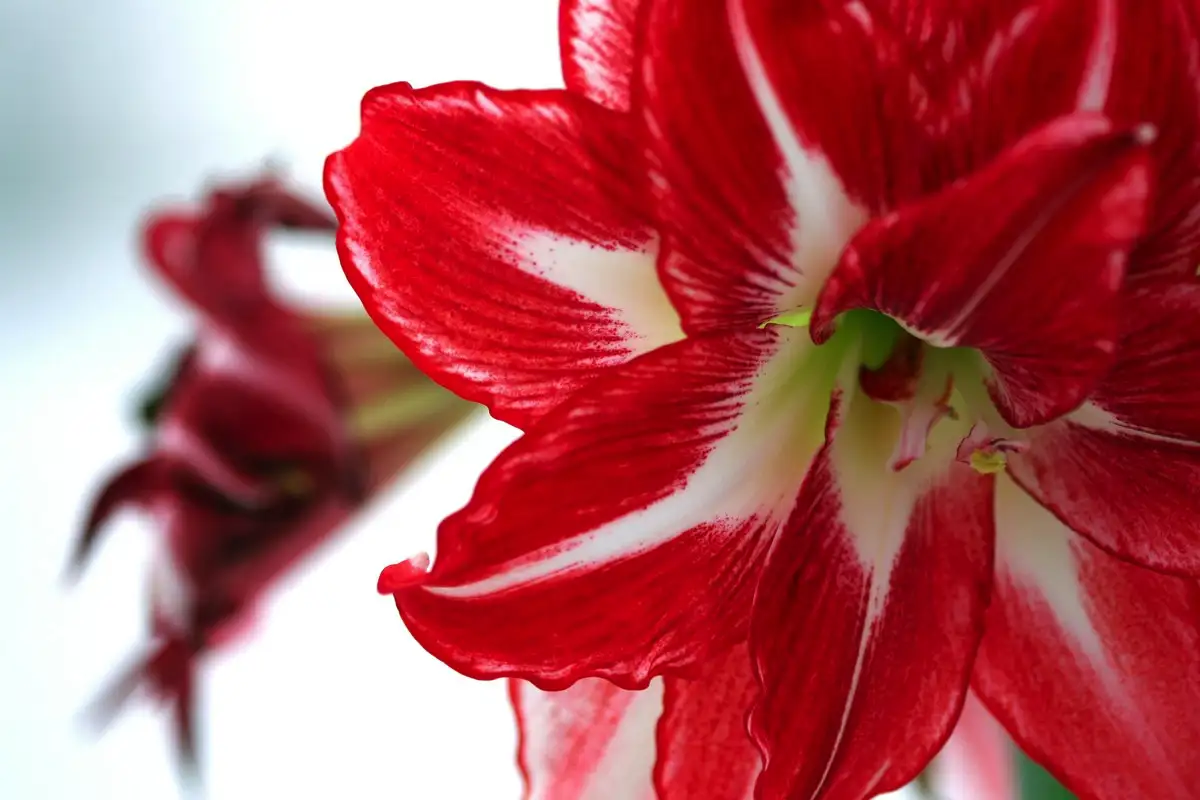 Ali je treba obrezati liste amarilisa