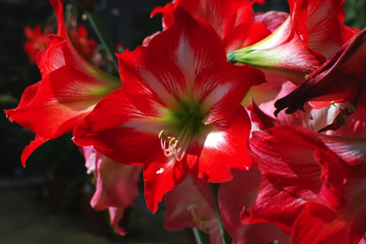 Ali je treba obrezati liste amarilisa