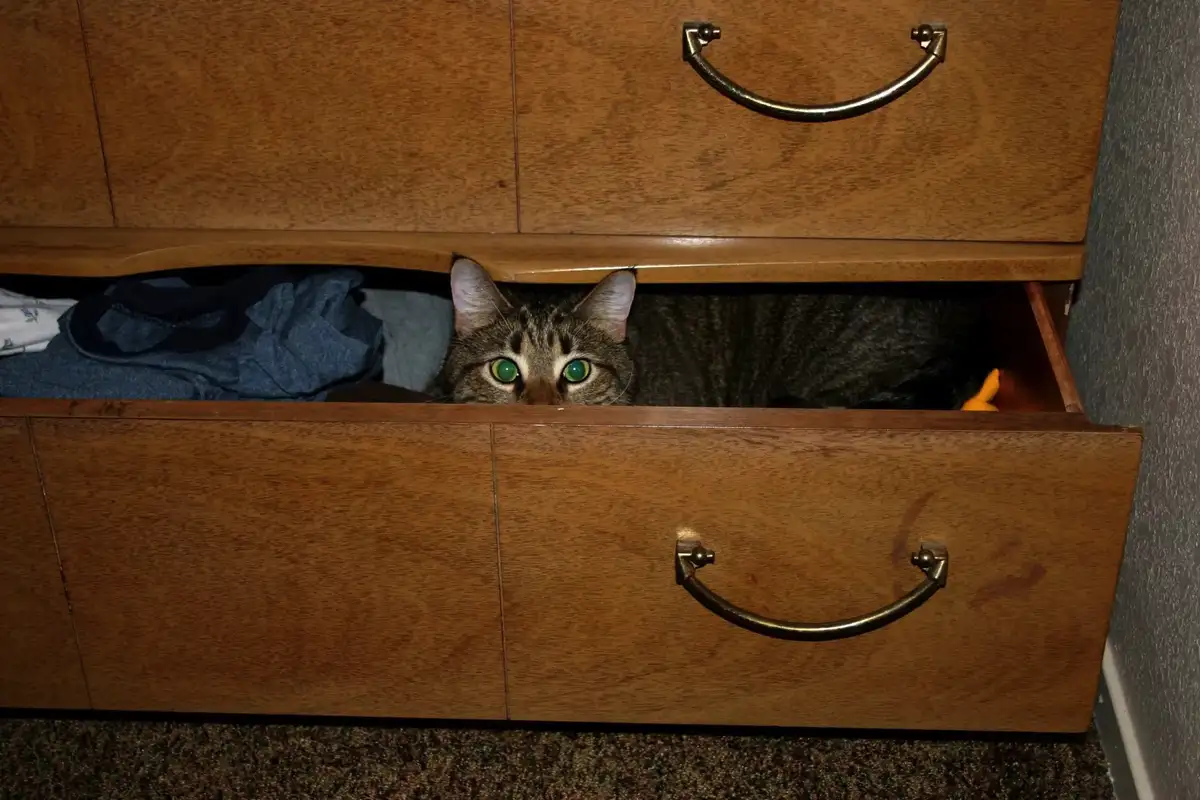 Zakaj vaš maček kar naprej spi v omari? Veterinarji razložili 9 resničnih razlogov