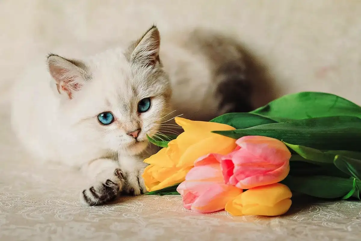 8 ganljivih načinov, kako mačke rečejo "hvala"