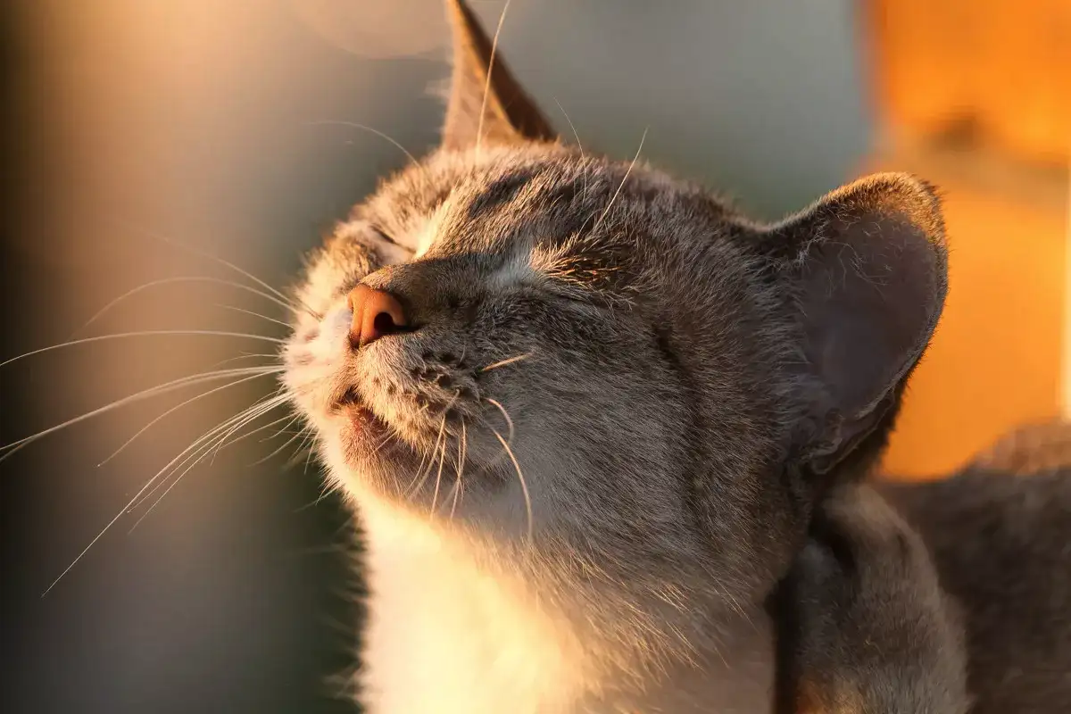 Zakaj v nekaterih domovih diši po "mački", v drugih pa ne – skrivnosti brez vonja v hiši z mačko