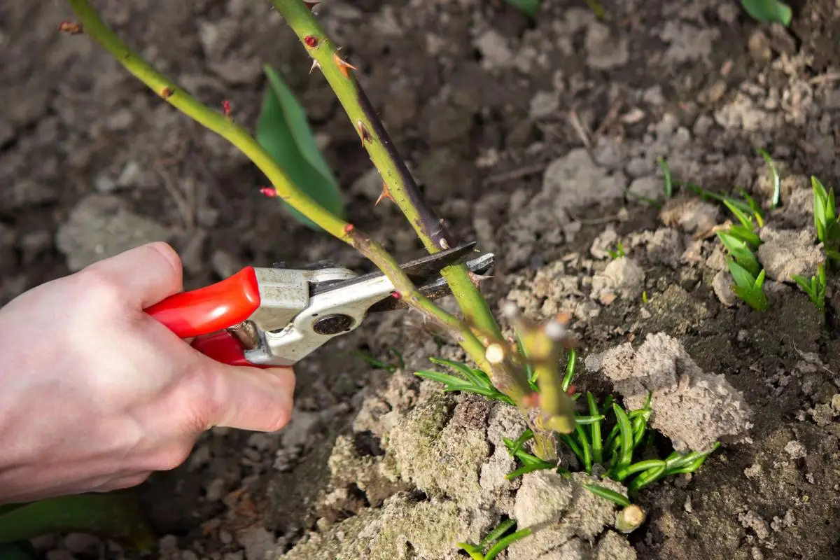 10 rastlin, ki jih morate nujno obrezati decembra, če želite spomladi noro cvetenje, rekordni pridelek in zdrav vrt brez bolezni