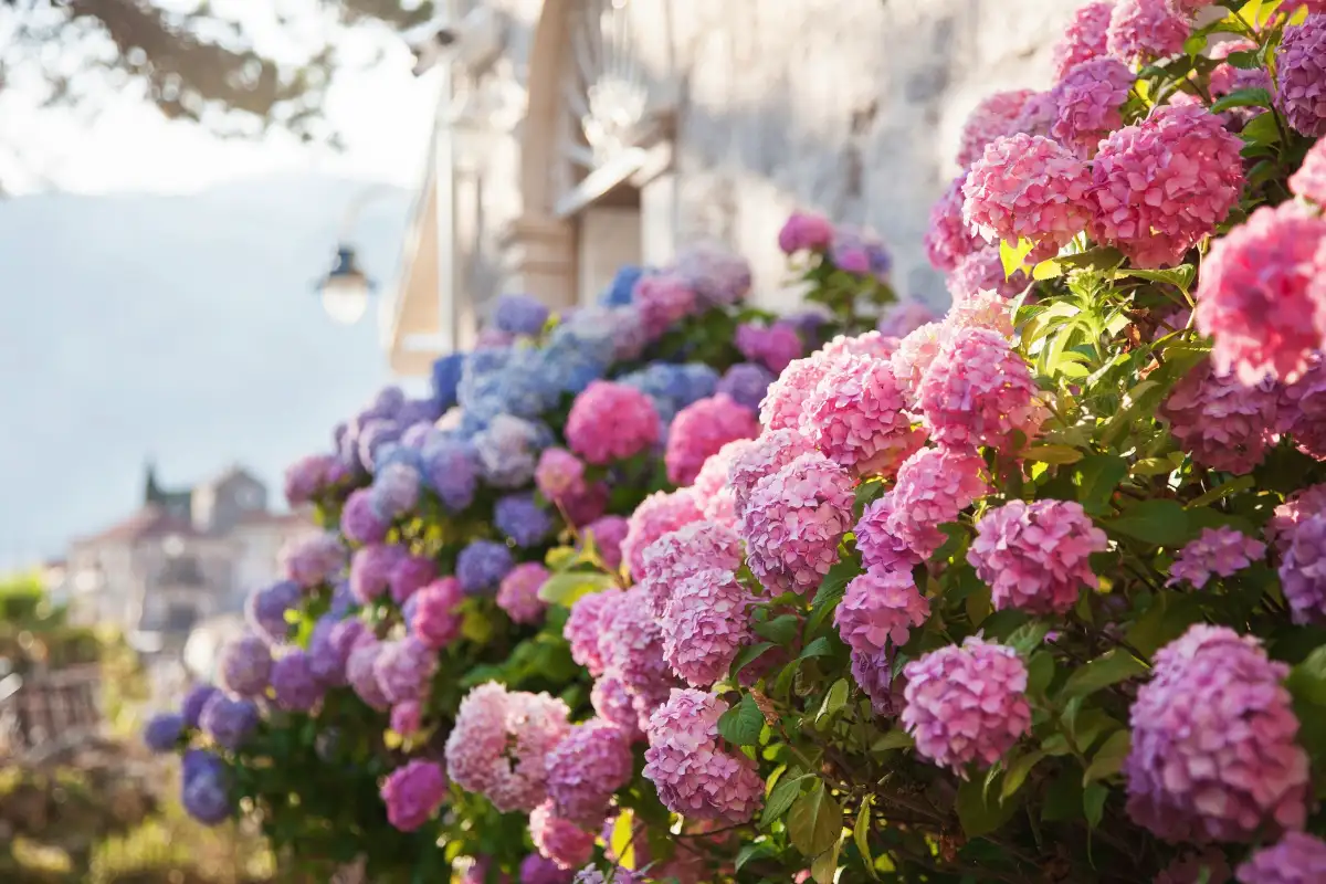 10 rastlin, ki jih morate nujno obrezati decembra, če želite spomladi noro cvetenje, rekordni pridelek in zdrav vrt brez bolezni 