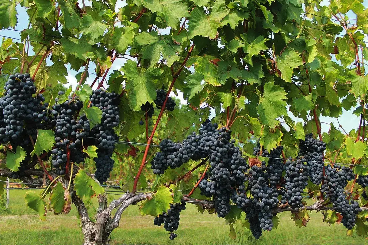 10 rastlin, ki jih morate nujno obrezati decembra, če želite spomladi noro cvetenje, rekordni pridelek in zdrav vrt brez bolezni 