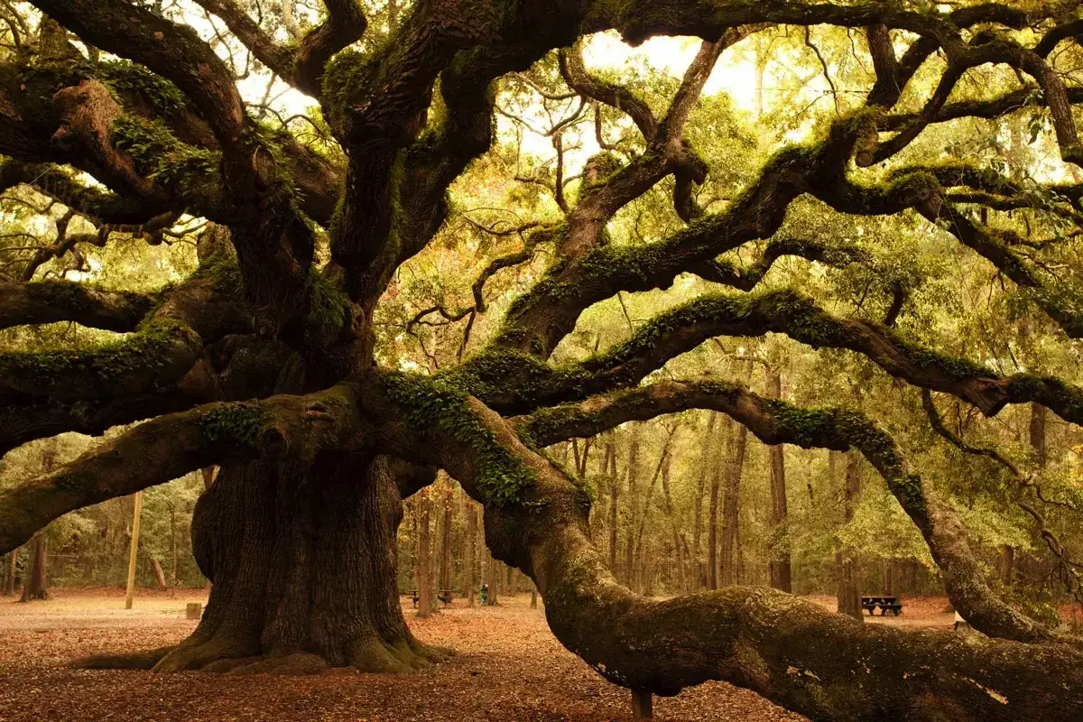 10 rastlin, ki jih morate nujno obrezati decembra, če želite spomladi noro cvetenje, rekordni pridelek in zdrav vrt brez bolezni 