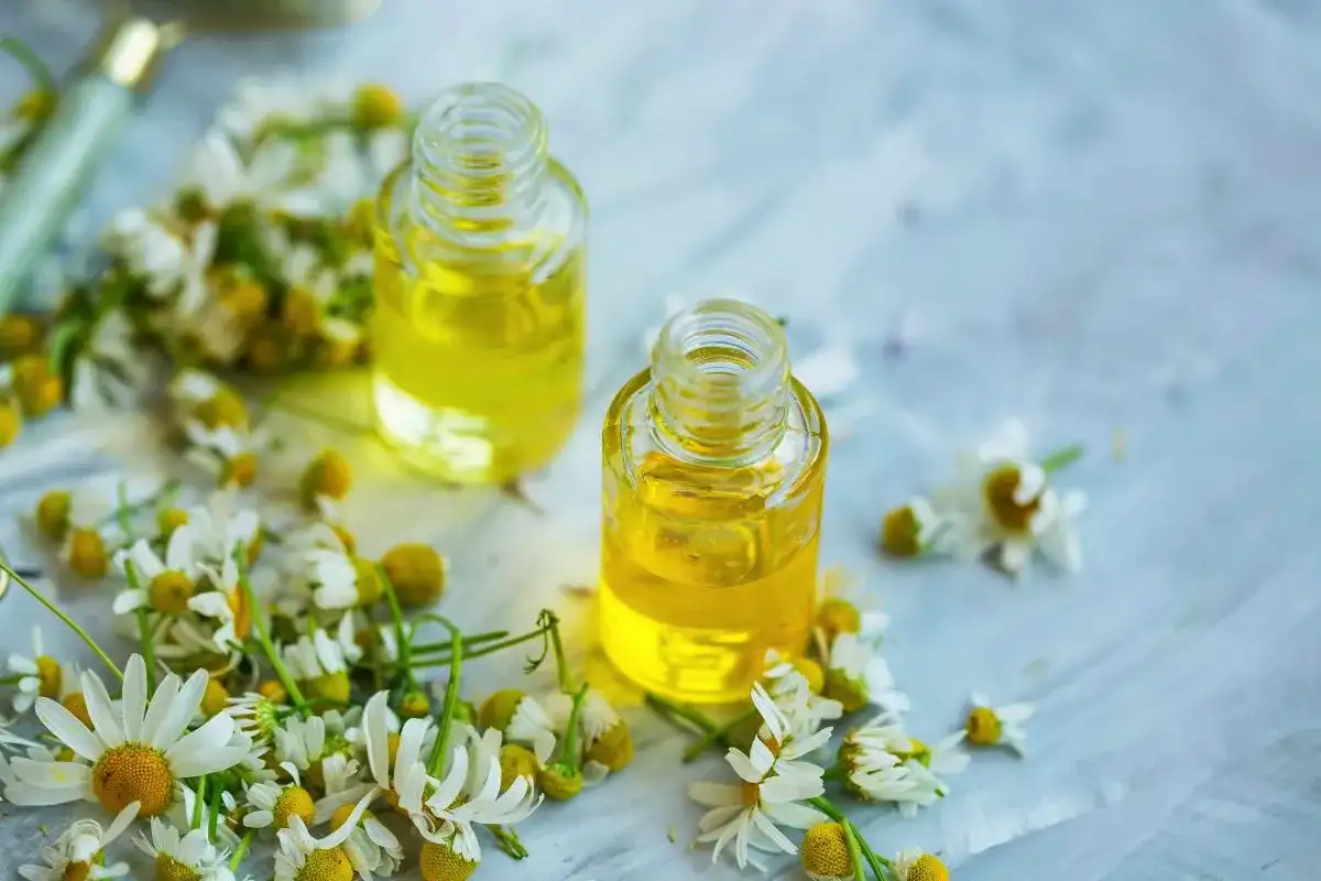 Olje iz kamilice: preprost recept, ki bo obogatil vašo domačo lekarno