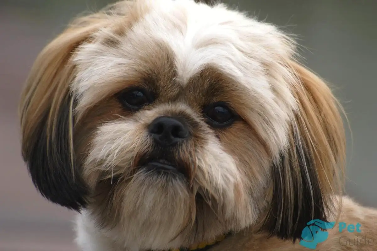 Majhni, a izjemno zvesti: 7 pasem psov, ki so odlični varuhi