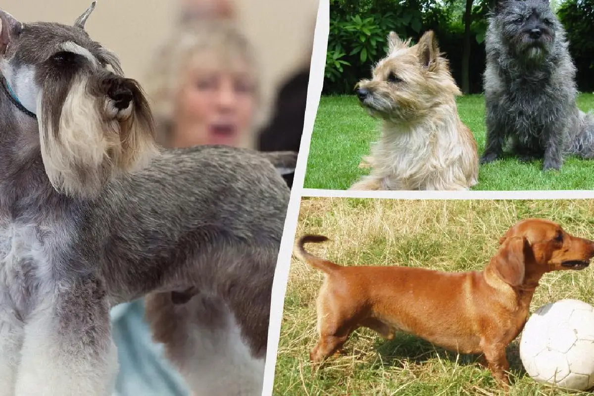 Majhni, a izjemno zvesti: 7 pasem psov, ki so odlični varuhi