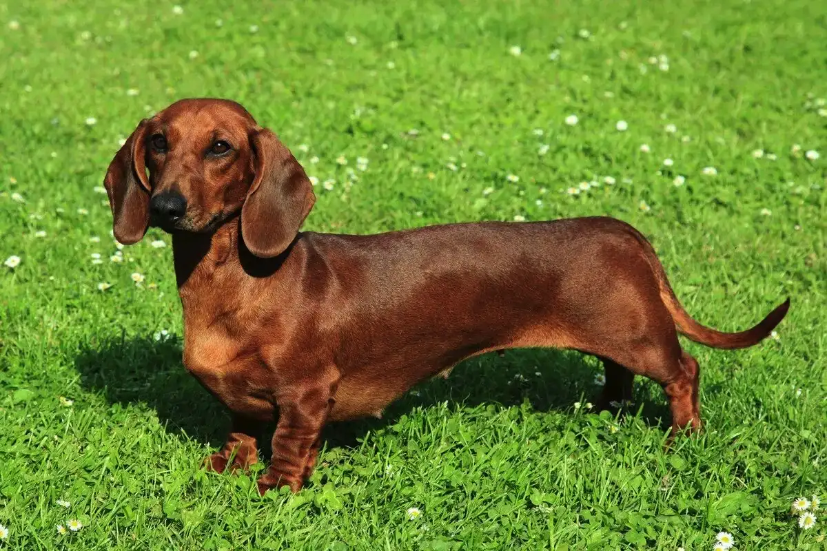 Majhni, a izjemno zvesti: 7 pasem psov, ki so odlični varuhi