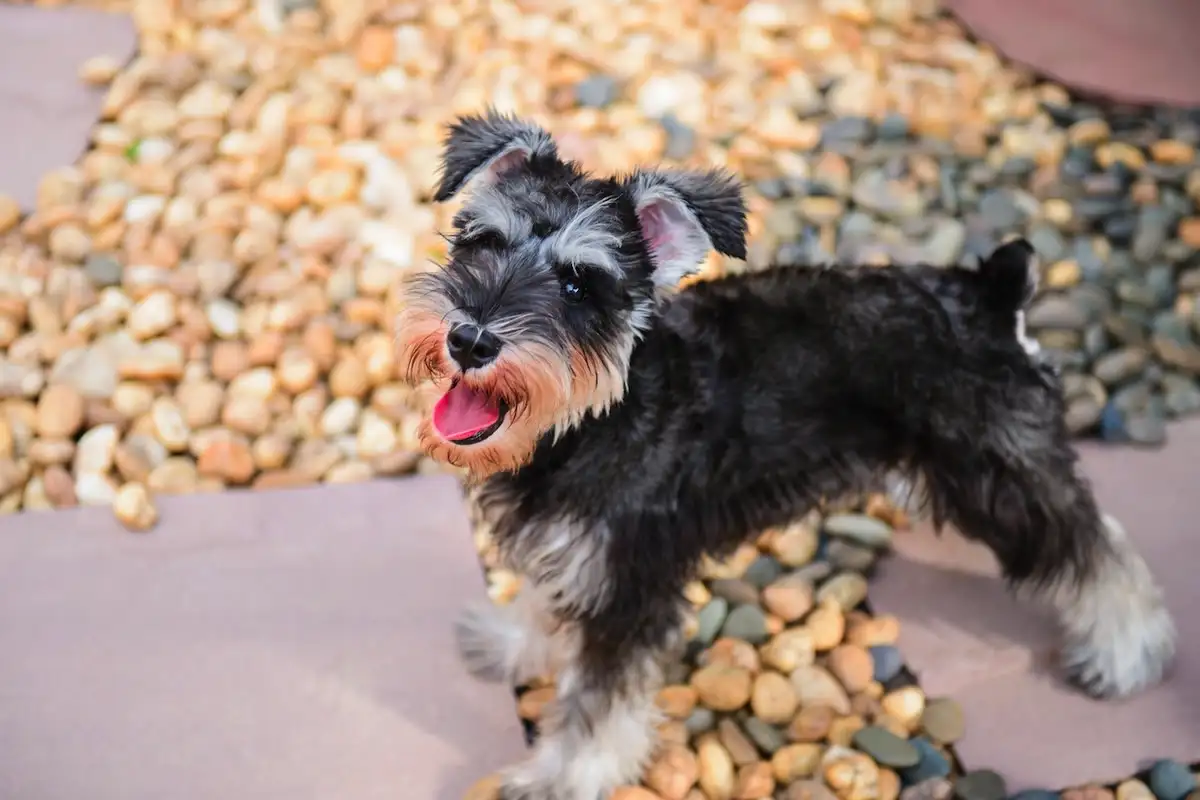 Majhni, a izjemno zvesti: 7 pasem psov, ki so odlični varuhi