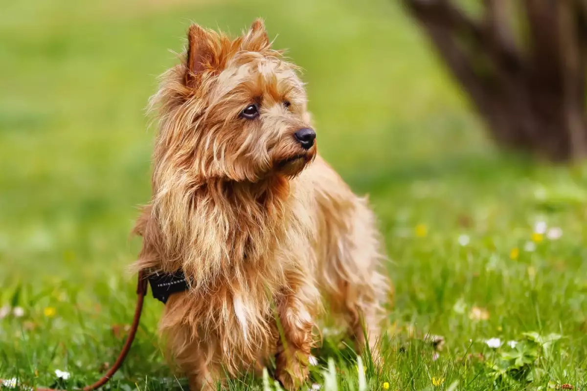 Majhni, a izjemno zvesti: 7 pasem psov, ki so odlični varuhi