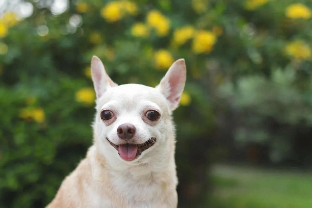 Majhni, a izjemno zvesti: 7 pasem psov, ki so odlični varuhi