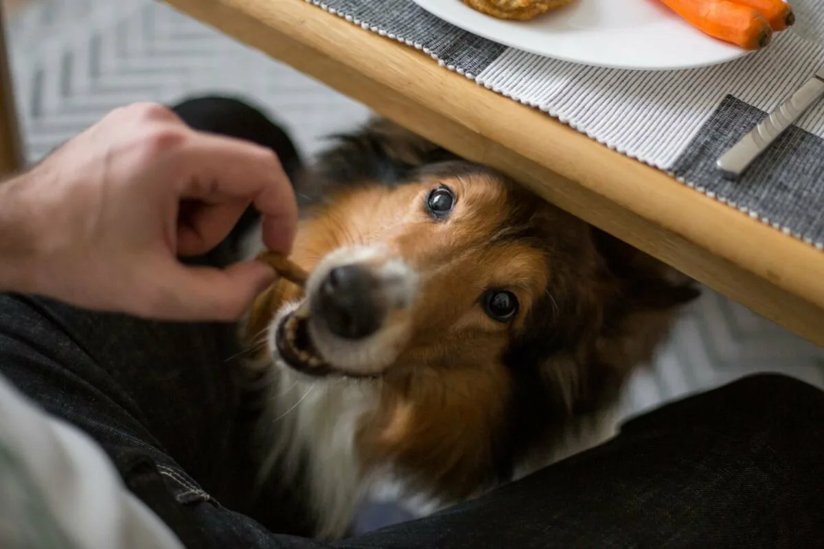 Ko se vaš pes med kosilom usede točno pod vaše noge, to ni vedno zaradi drobtinic
