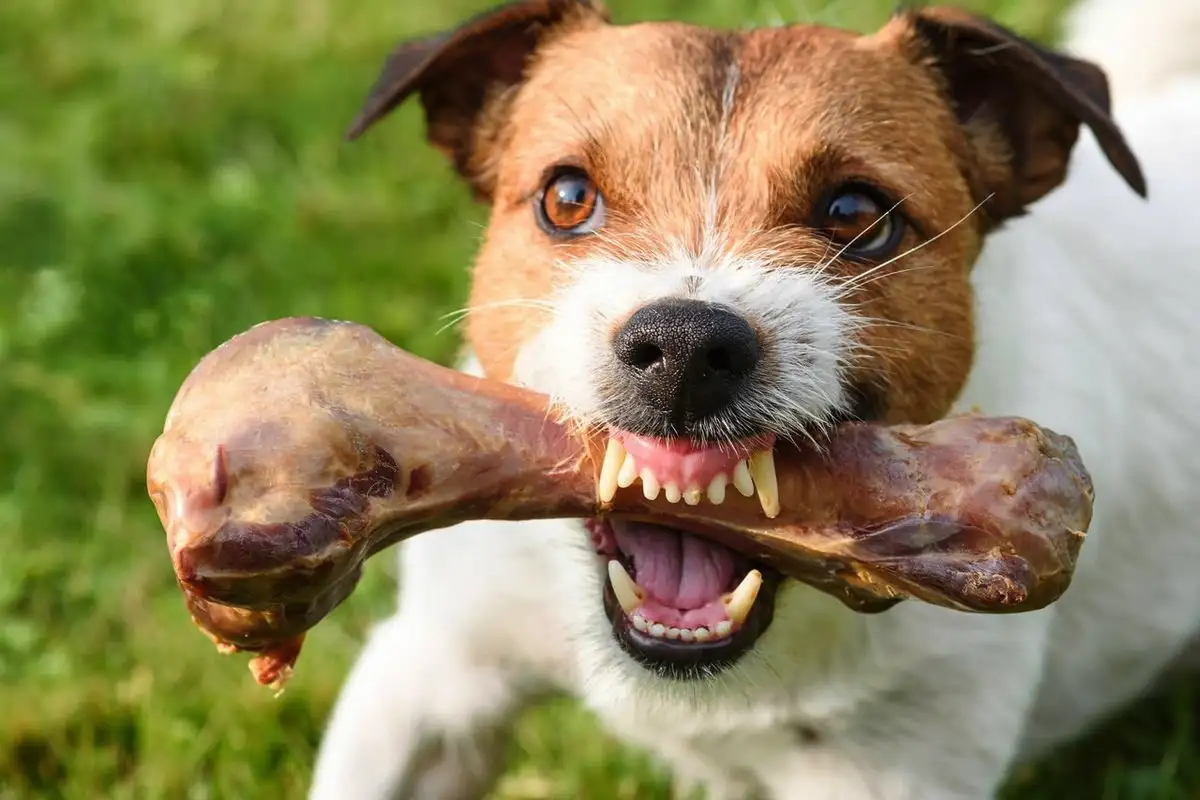 Zakaj tvoj pes renči, ko je – in zakaj je to v resnici eden največjih komplimentov, ki ti jih lahko da