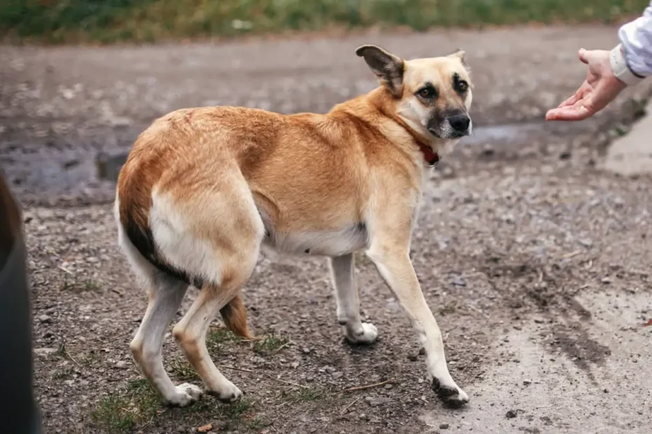 Kaj pomeni, če pes skrije rep med noge: to ni dober znak