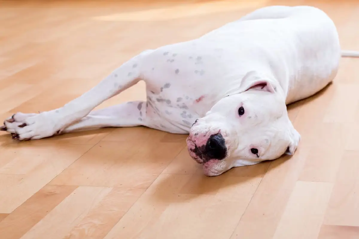 Veterinarji opozarjajo: če tvoj pes spi na golih tleh, mu počasi, a zanesljivo uničuješ sklepe
