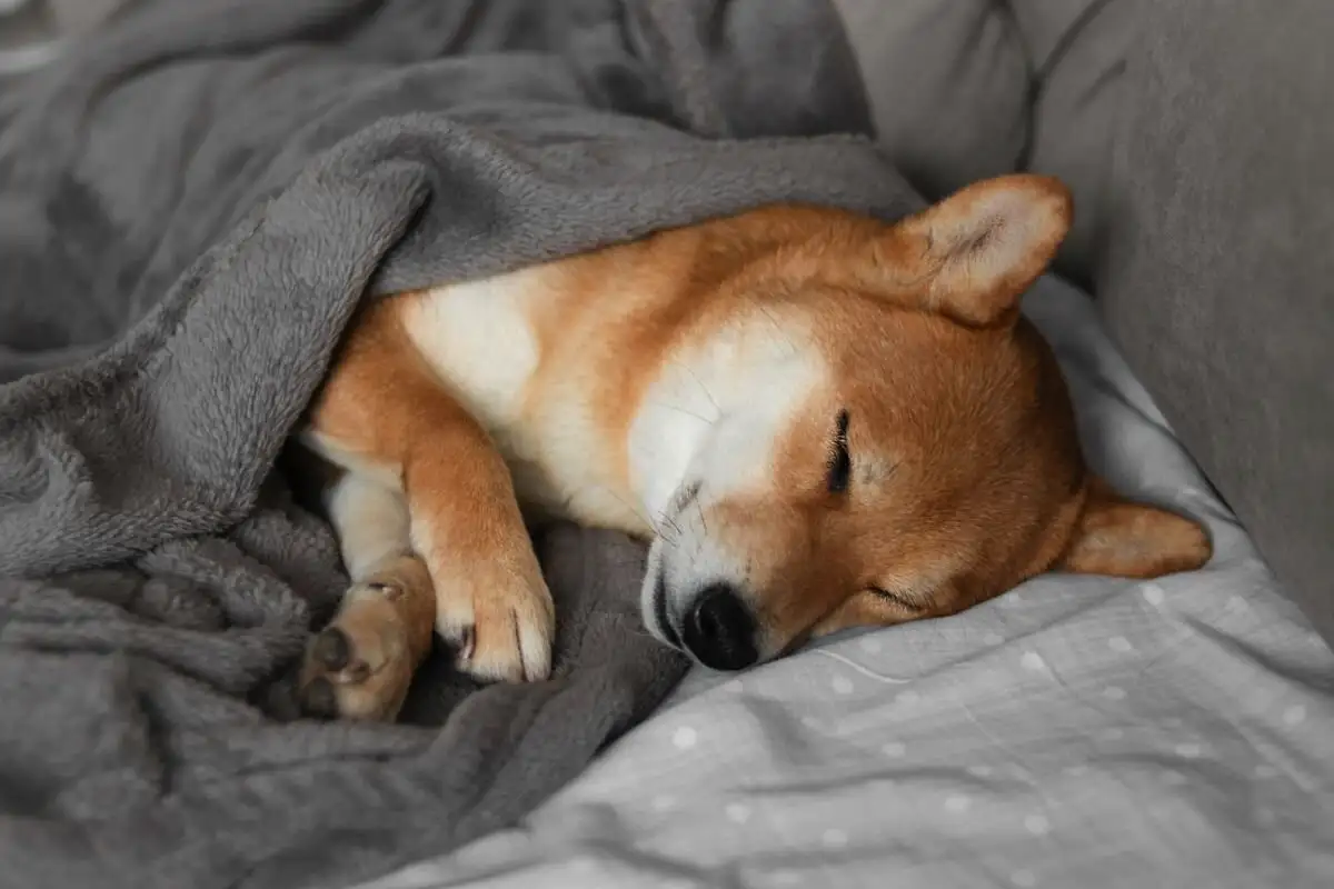 Veterinarji opozarjajo: če tvoj pes spi na golih tleh, mu počasi, a zanesljivo uničuješ sklepe