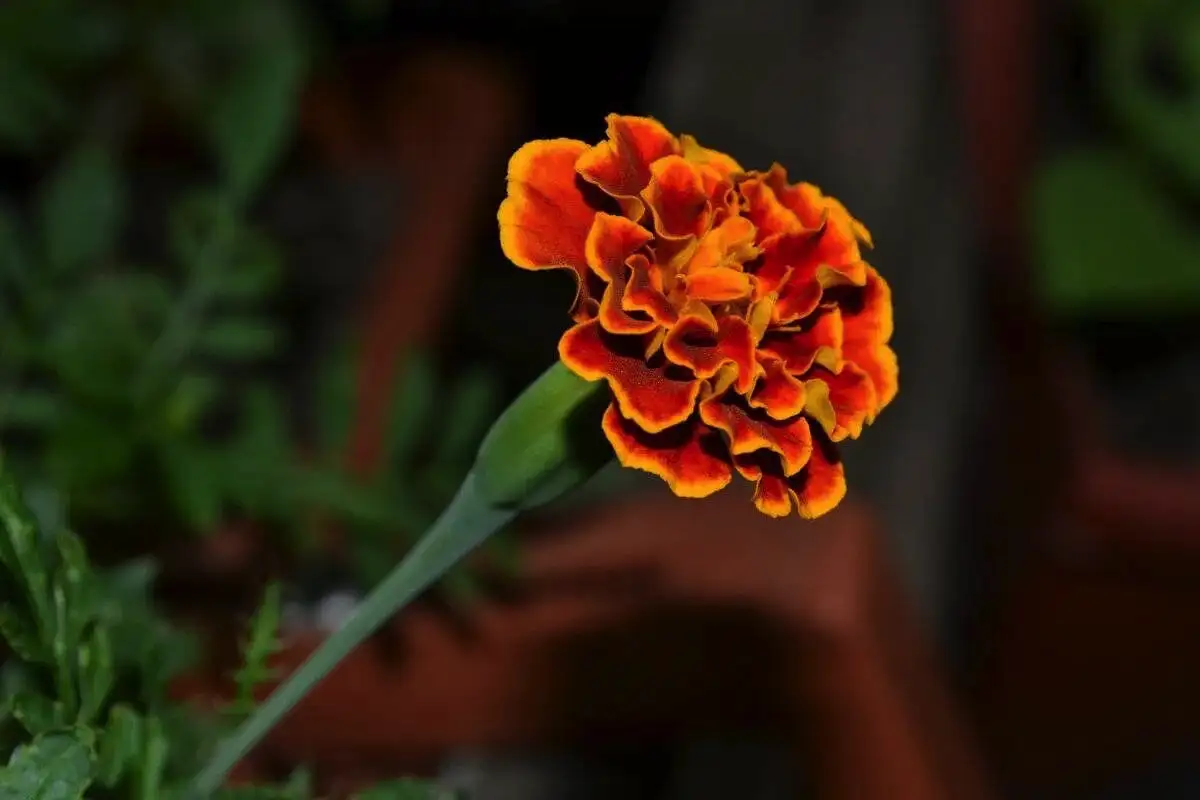 Tri rastline, ki jih decembra posadite v vrt in bodo vaš zunanji prostor spremenile v pravi metuljski raj