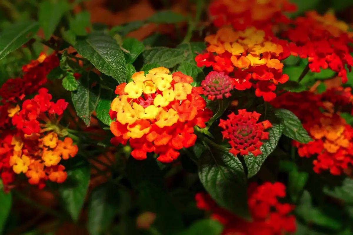 Tri rastline, ki jih decembra posadite v vrt in bodo vaš zunanji prostor spremenile v pravi metuljski raj